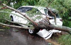 Belasan Pohon Tumbang di Sukoharjo, 1 Mobil Ringsek Jadi Korban