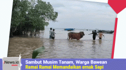 Sambut Musim Tanam, Warga Bawean Gresik Ramai-Ramai Memandikan Ternak Sapi di Laut