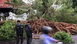 Hujan Deras, Pohon Berukuran Besar di Tengah Kota Ponorogo Tumbang