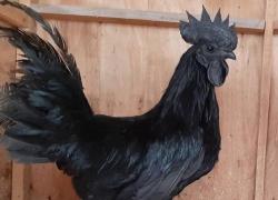 Fakta Unik Tentang Ayam Cemani