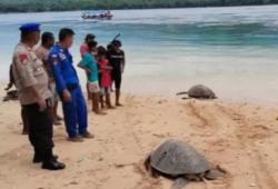 Miris, Tangkap Penyu Dilindungi, 2 Warga Adonara NTT Diciduk Polisi