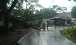 Pohon Tumbang di Jana Tanggeung Cianjur