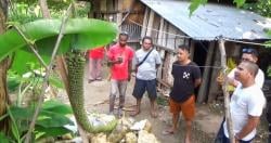 Unik, Pisang di Kupang Memiliki Panjang Tandan dua meter Lebih