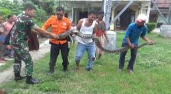 Ular Raksasa Muncul di Halaman Rumah, Warga Jombang Panik, Petugas Damkar Turun Tangan