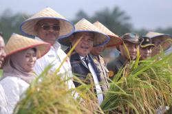 Harga Beras Terus Melonjak, DPKP Babel: Minimnya Produksi Padi di Daerah