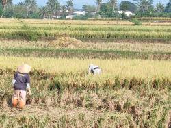 Bupati Cianjur, BUMD Harus Bisa Kendalikan Harga Beras