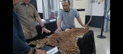 Jual Kulit Harimau Rp15 Juta Hasil Buruan, Polrestabes Medan Cokok 2 Pria di Hotel Sibolangit