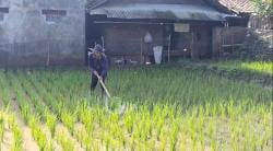 Petani di Limbangan Garut Keluhkan Sulit Peroleh Pupuk Subsidi