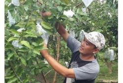 Kisah Agus, Pegawai Bank Putuskan Balik Kampung jadi Petani Jambu Kristal Sekali Panen Rp1,2 Miliar