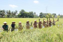 Jateng Mulai Panen Raya, Saatnya Menambah Stok Beras dan Stabilkan Harga