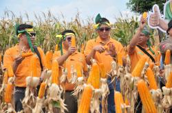 NK Pendekar Sakti Jadi Inovasi Benih Jagung Terbaru Syngenta, Ini Kelebihannya