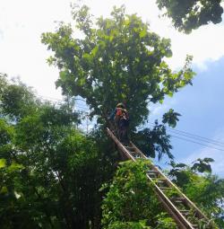 Hadapi Cuaca Ekstrem, PLN UP3 Surakarta Lakukan Pemeliharaan Jaringan