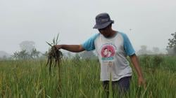 Puluhan Hektar Tanaman Padi di Boyolali Diserang Hama Tikus