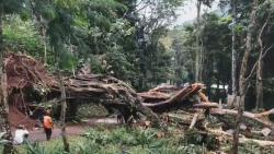 Pohon Raksasa di Mojokerto Tumbang Timpa Warung Makan, Akses Wisata Putus