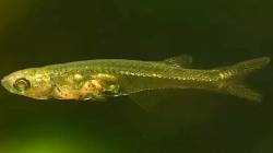 Suara Keras seperti Pesawat di Sungai Myanmar Ternyata dari Ikan Kecil Ini, Kok Bisa?  