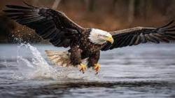 Ini Fakta tentang Burung Elang, bisa Bertahan Hidup hingga Puluhan Tahun