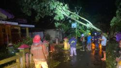 Pohon Jati Tumbang Timpa Kabel Listrik di Ciamis, Warga Panik Melihat Percikan Api