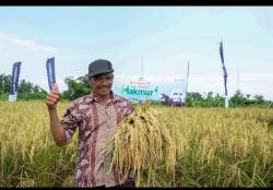 Masuki Akhir Musim Tanam Rendeng, Pupuk Kujang Siap Bantu Petani Tingkatkan Produksi Beras Nasional