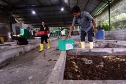 Peternakan Maggot Binaan PT BSI di Banyuwangi