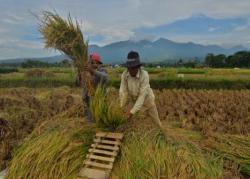 2023, Produksi Padi di Jatim Naik 1,93 Persen, Totalnya Capai 9,71 Juta Ton