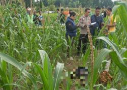 Loceret Nganjuk Gempar! Wanita Paruh Baya Tewas di Kebun Jagung, Ada Luka Memar di Tubuh