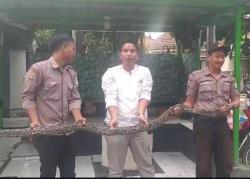 Kelaparan, Ular Sanca Coba Masuki Rumah Warga Kalimulya Depok