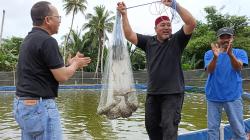 BLA Desa Terentang Bangka Tengah Sukses Panen 700 Kg Udang Vaname