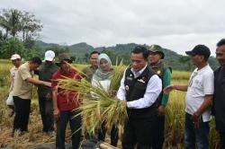 Tekan Angka Inflasi, Jabar Tingkatkan Produksi Padi dengan Panen Raya di Majalengka
