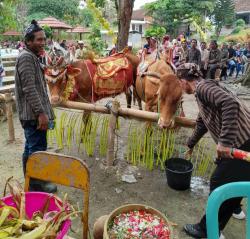 Ritual Kupatan Sapi dan Grebeg Gunungan, Bentuk Rasa Syukur Kepada Tuhan YME Atas Limpahan Rejeki