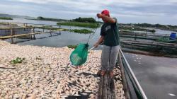 Puluhan Ton Ikan Milik Petani Waduk Cengklik Boyolali Mati Mendadak