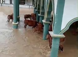 Terjebak Banjir, Sapi Warga Sampang Terpaksa dievakuasi di Masjid, Kondisi Memprihatinkan