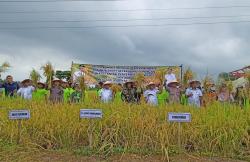 Meningkatkan Produksi dan Ketersediaan Pangan, Pemkab Probolinggo Gelar Panen Raya Padi