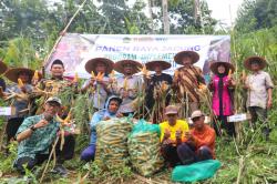 YDSF Panen Raya Jagung 35 Ton Hasil Wakaf Produktif di Jember