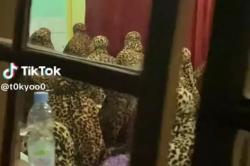 Viral Bikin Jamaah Tarawih Ketar-Ketir! Emak-Emak Kompak Pakai Mukena Motif Macan Tutul