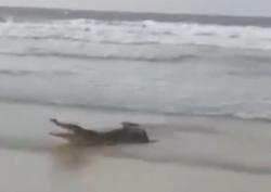 Viral Warga Bangka Barat Tangkap Buaya di Pantai Pala, Teluk Limau