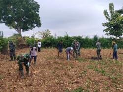 Wujudkan Ketahanan Pangan Nasional, Koramil 0811/12 Bancar Tuban Tanam Jagung Bersama Warga