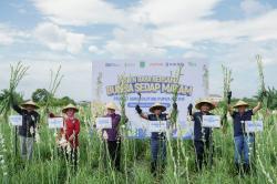 Sukses Tingkatkan Produktivitas Petani Hampir 17 persen, Pupuk Kaltim Gelar Panen Raya Sedap Malam