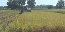 Masuk Panen Raya, Harga Padi Kering Sawah di Jombang Alami Penurunan