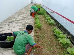 Manfaatkan Lahan Kosong, WBP Rutan Mentok Panen Sayur