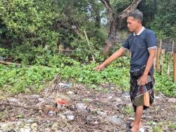 Puluhan Pohon Magrove Ditebang, Warga Lapor Pj Bupati Probolinggo