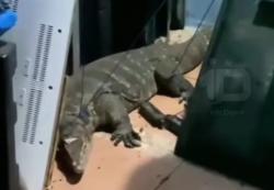 Biawak Raksasa Teror Warga Rawa Indah Depok, Masuk Rumah Saat Buka Puasa!