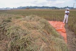 KDM: Petani Minta Pemerintah Alihkan Subsidi Pupuk ke Pembelian Gabah di Atas Rp 800 Ribu Perkuintal