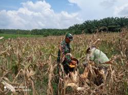 Babinsa Koramil Banjit Bantu Panen Jagung Petani di Rantau Temiang