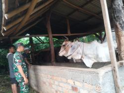 Jelang Lebaran, Babinsa Koptu Novan Bersama Menteri Hewan Cek Kesehatan Sapi di Gunung Katun