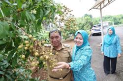 Pj Gubernur Banten Al Muktabar Panen Kale Bersama TP PKK Provinsi Banten