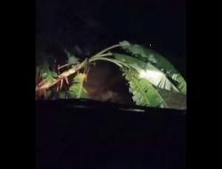 Viral Pohon Pisang Bangun Sendiri Ketika Mobil Hendak Melintas, Netizen: Tapi Ini Serem!