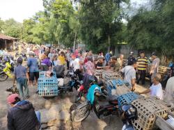 Berkah Pedagang Ayam Pasar Hewan Purbalingga Jelang Lebaran