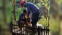 Ular Sanca Panjang 3 Meter Dibekuk di Pagi Hari, Sempat Mangsa 2 Ekor Ayam