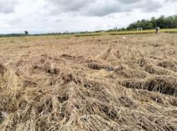 Tanaman Padi Diserang Hama Wereng, Petani di Desa Pasirloa Gagal Panen