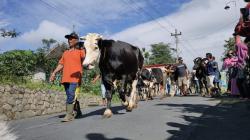 Tradisi Syawalan, Warga Lereng Gunung Merapi Boyolali Gelar Tradisi Lebaran Sapi